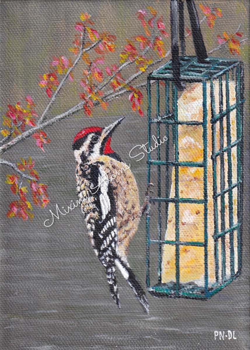 Yellow Bellied Sapsucker